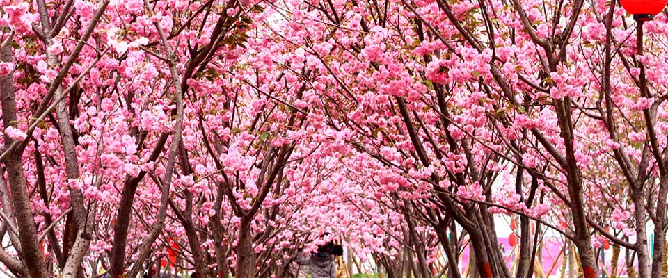 从化天适樱花悠乐园