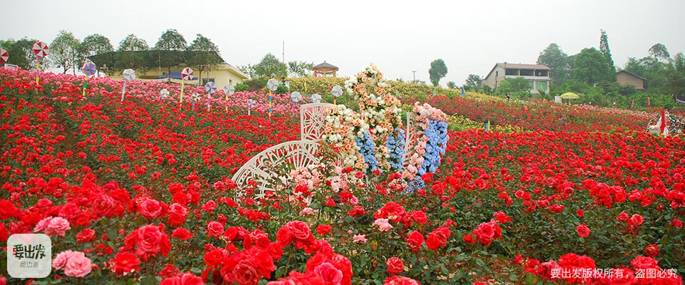 四川| 广安 百万玫瑰·梦幻花海,遍地芬芳