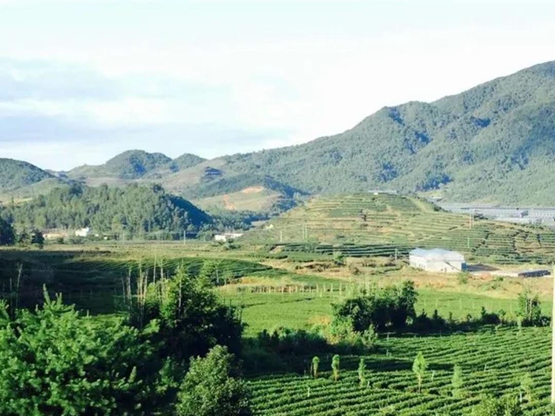 新丰大丰茶叶庄园