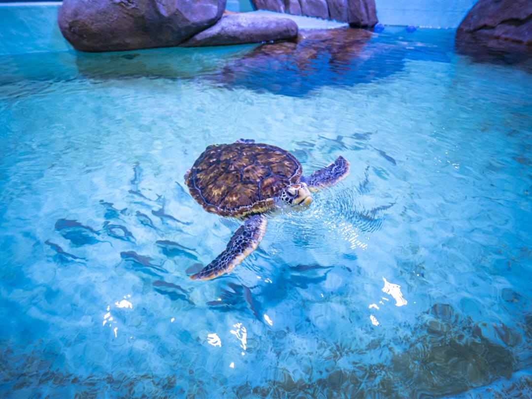 苏州海昌海洋探索馆