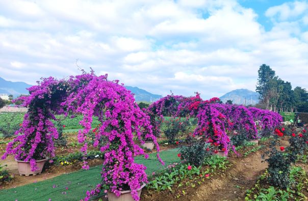 清远花卉庄园