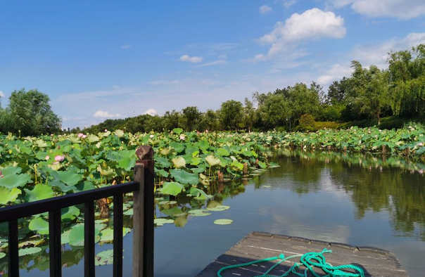 湘湖三期花海摇橹船