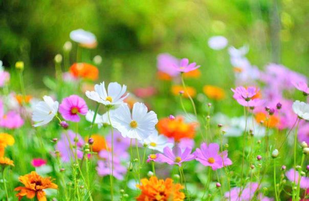 太湖花海主题度假乐园