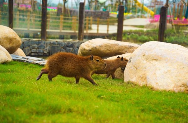 和乐·精灵之丘水豚主题乐园