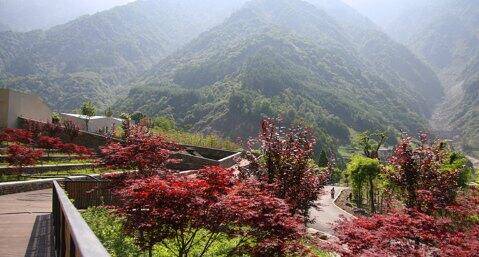 卧龙中华大熊猫苑神树坪基地