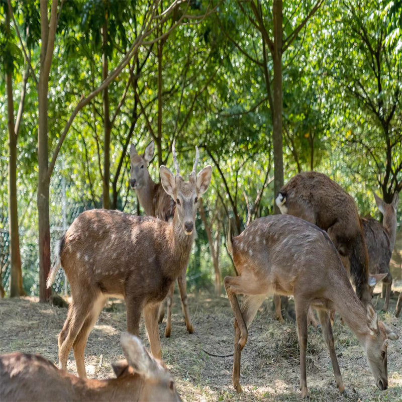 清远静山湖景区
