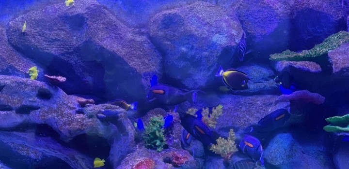 椰风寨海洋科普乐园